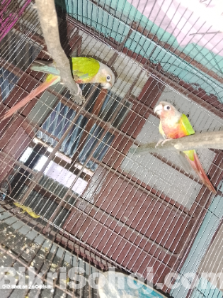 রানিং ডাবল রেড ফ্যাক্টর পাইনাপেল কনুর জোরা